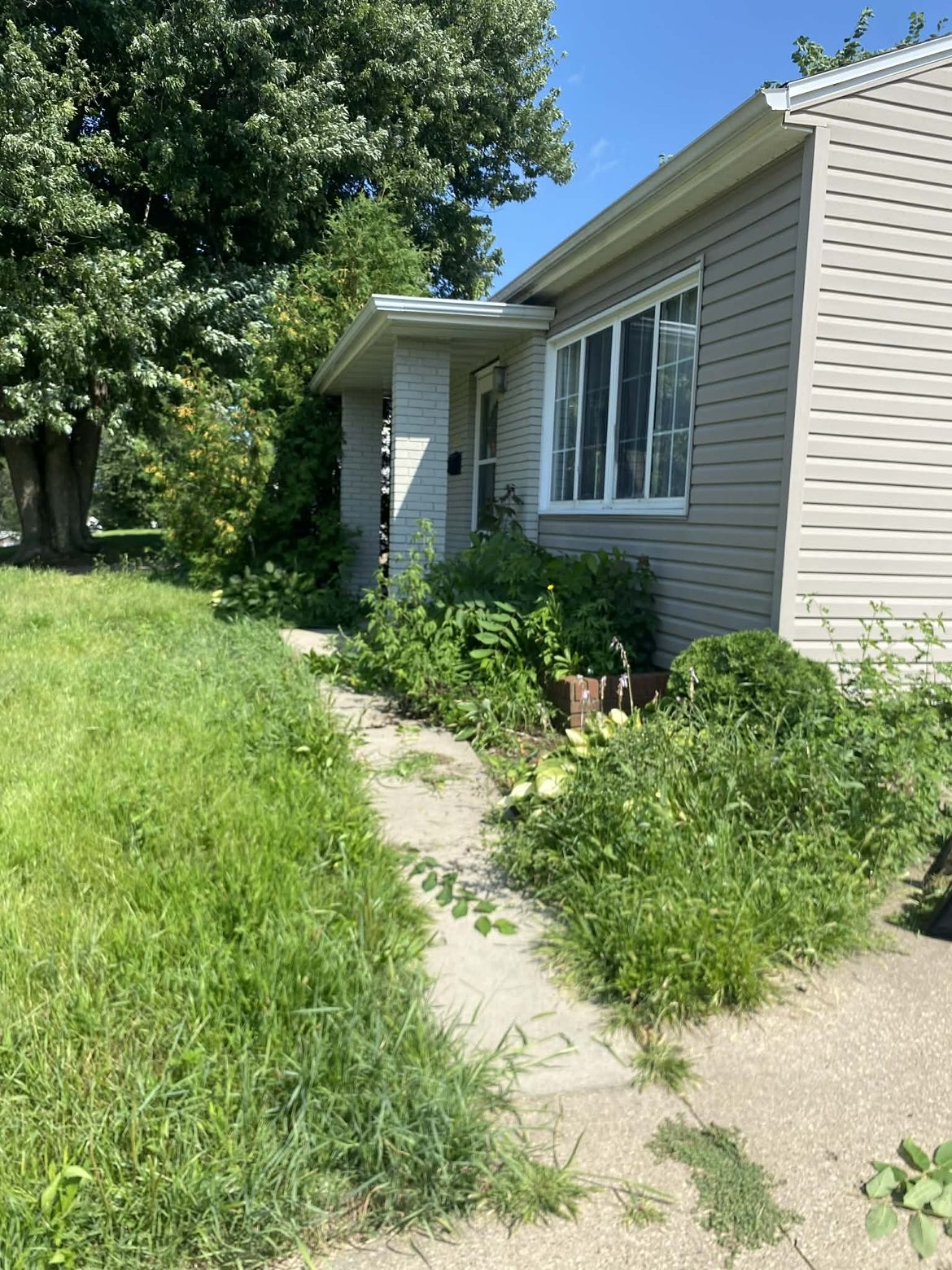 Overgrown front landscaping before a property cleanup